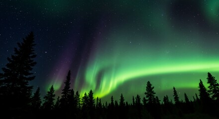 Northern Lights over a forest