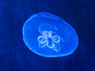 A jellyfish closeup with blue colours in germany