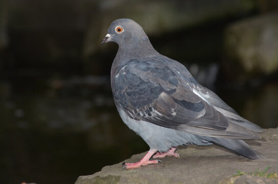 One city pigeon isolated sitting on a stone . Closeup poto outdoors. Nature , fauna ,wildlife protection.