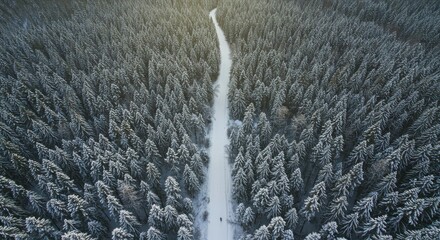 Aerial view of a snow-covered road cutting through a dense evergreen forest. Sunlight illuminates the scene