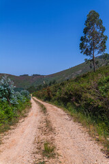 A winding dirt path cuts through lush green vegetation