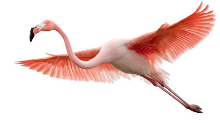 Fototapeta premium Majestic Pink Flamingo in Flight on Transparent Background