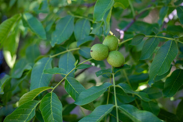 Close-up of unripe walnuts, still in their green husks, hanging on a tree branch. Fresh nuts growing on a walnut tree with bright green leaves in natural sunlight.