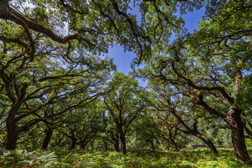 Obraz premium A lush oak forest canopy of tall trees creates a serene