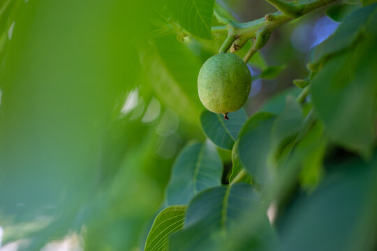 Close-up of unripe walnuts, still in their green husks, hanging on a tree branch. Fresh nuts growing on a walnut tree with bright green leaves in natural sunlight.