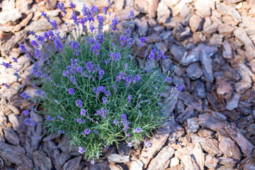 Purple lavender bushes grow in a flowerbed, decorated with covered bark, tree bark in the garden on...