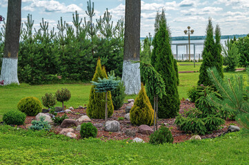 A group of coniferous trees of different species on a mulched area in a park as an element of...
