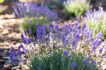 Purple lavender bushes grow in a flowerbed, decorated with covered bark, tree bark in the garden on...