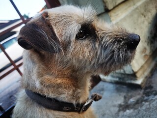 Fluffy brown dog gazing forward in soft light, evoking calm curiosity and emotional depth.
