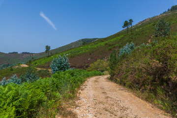 A winding dirt path cuts through lush green vegetation