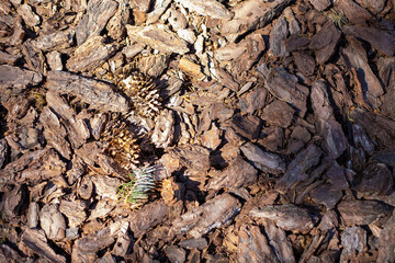 Wood chip bark chippings having been shredded for use as a garden mulch by the lumber timber industry which can be used as an abstract texture background, stock photo image