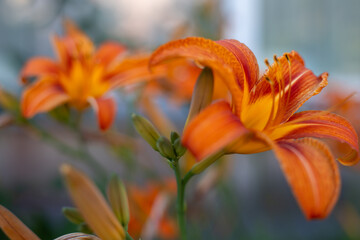 Vivid orange daylily (Hemerocallis fulva) in bloom with yellow throat, captured in a sunny garden. Hardy, low-maintenance perennial ideal for borders and naturalized planting areas. High quality photo