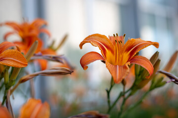 Vivid orange daylily (Hemerocallis fulva) in bloom with yellow throat, captured in a sunny garden....