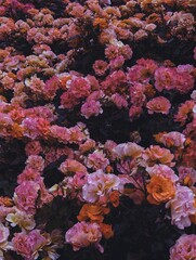 A dramatic and artistic bush of roses in vivid pink, orange, and purple hues on shadowy background. Bold, mysterious, and expressive mood, luxury branding, with vintage or retro flair
