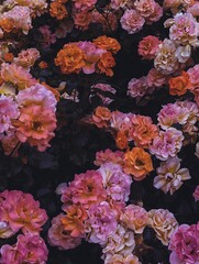 A dramatic and artistic bush of roses in vivid pink, orange, and purple hues on shadowy background. Bold, mysterious, and expressive mood, luxury branding, with vintage or retro flair
