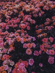 A dramatic and artistic bush of roses in vivid pink, orange, and purple hues on shadowy background. Bold, mysterious, and expressive mood, luxury branding, with vintage or retro flair