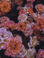 A dramatic and artistic bush of roses in vivid pink, orange, and purple hues on shadowy background. Bold, mysterious, and expressive mood, luxury branding, with vintage or retro flair