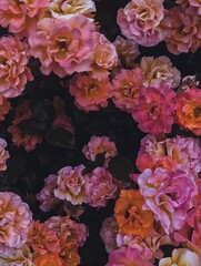 A dramatic and artistic bush of roses in vivid pink, orange, and purple hues on shadowy background. Bold, mysterious, and expressive mood, luxury branding, with vintage or retro flair