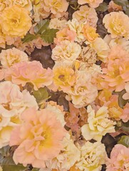 A soft, uplifting floral background featuring pastel yellow and pink roses in full bloom. Romance, serenity, and natural beauty, for wedding invitations, greeting cards, branding
