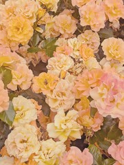 A soft, uplifting floral background featuring pastel yellow and pink roses in full bloom. Romance, serenity, and natural beauty, for wedding invitations, greeting cards, branding