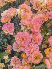 A soft, uplifting floral background featuring pastel yellow and pink roses in full bloom. Romance, serenity, and natural beauty, for wedding invitations, greeting cards, branding