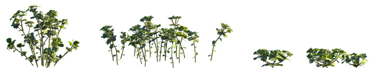 Set of Euphorbia helioscopia (commonly known as sun spurge or madwoman's milk) isolated png on a...