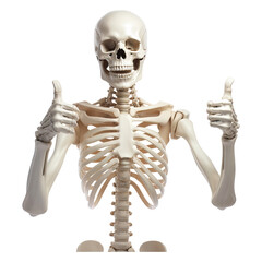 Human skeleton model giving a thumbs up isolated on transparent white background, clipping path