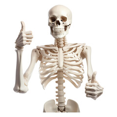 Human skeleton model giving a thumbs up isolated on transparent white background, clipping path