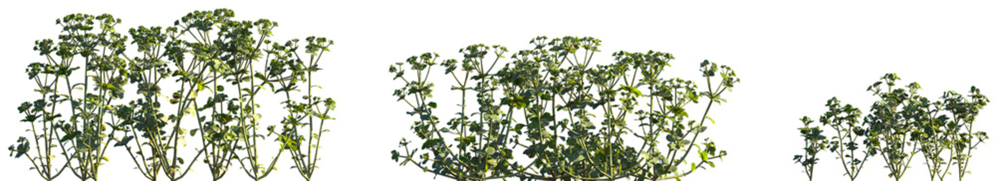 Set of Euphorbia helioscopia (commonly known as sun spurge or madwoman's milk) isolated png on a transparent background perfectly cutout high resolution