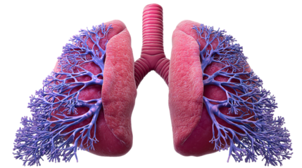 Human Lungs Bronchial Tree Anatomy isolated on a transparent background