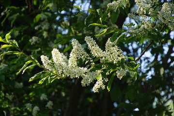 Traubenkirschenblüten 1565587601 Prunus padus