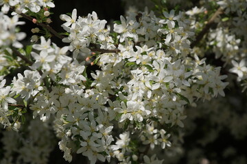 Holzbirneblüten 1565587642 Nahaufnahme