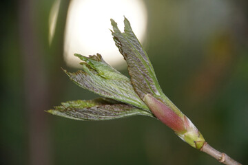 geöffnete Knospe mit Blättern 1565587666