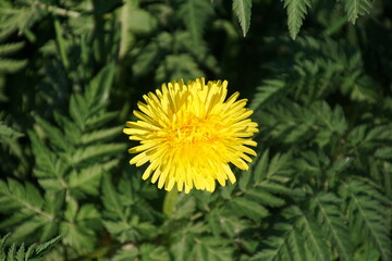 Löwenzahn Laune der Natur Zellteilung Fehler 1565587696