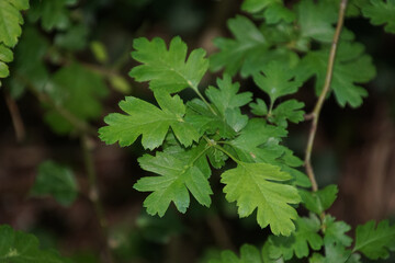 Weißdorn  1565587811 