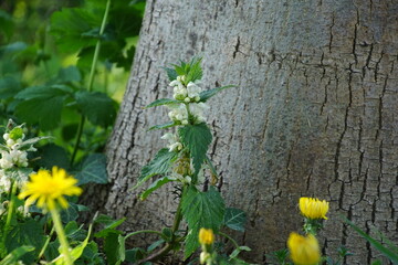 Weiße Taubnessel vor einem Baumstamm mit Löwenzahn 1565587830 Lamium album