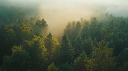 Misty forest expanse bathed in morning light.