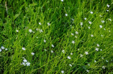 A field of white flowers is in full bloom. The flowers are scattered throughout the field, with some closer to the foreground and others further back. The grass is lush and green, creating a vibrant