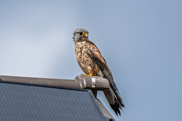 Turmfalke
