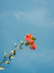 Grass against blue sky