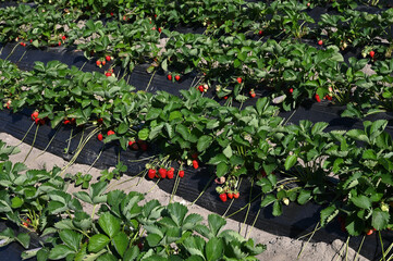 Strawberry Field with Ripe Red Berries on Sunny Day.