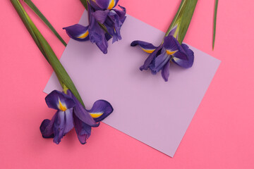 Violet Iris Flower, paper frame blank on pink. Minimalist still life. Natural copy space...
