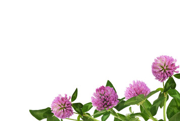 Pink clover flowers and green leaves in a corner arrangement isolated on white or transparent background
