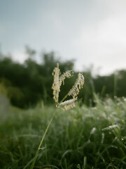 green grass in the morning