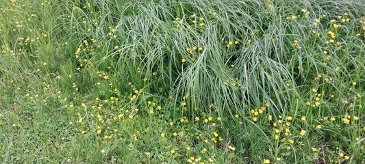 Vibrant Wildflower Meadow: Lush Green Grass and Yellow Blooms for Nature-Inspired Design