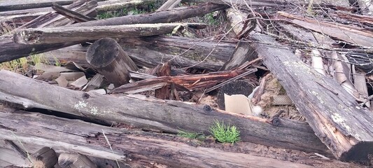 A pile of wood and branches on the ground, situated outdoors, possibly in a factory setting.