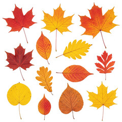 Fototapeta premium set of autumn leaves