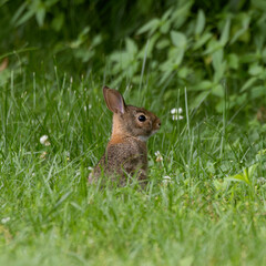 Cottontail rabbit Sylvilagus bunny curiously looking about while feeding
