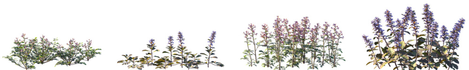 Set of Corydalis edulis and Ajuga ciliata isolated png on a transparent background perfectly cutout high resolution