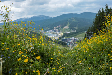 Yellow wildflowers and dandelions on mountain slope with scenic view of resort, forest and hills in...
